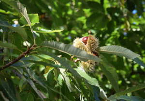 Chestnuts in the Apennines
